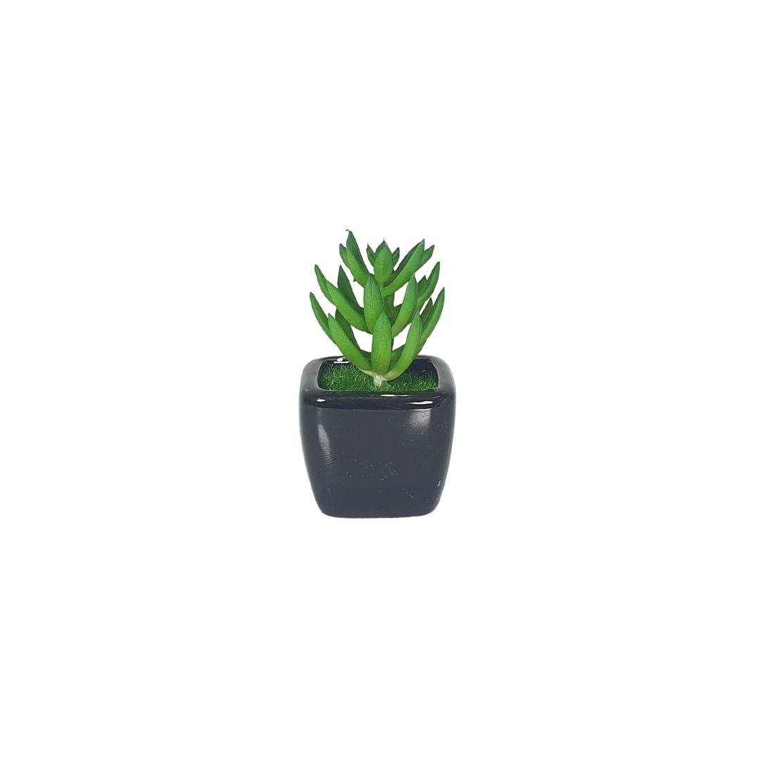 petite-plante-noir-2