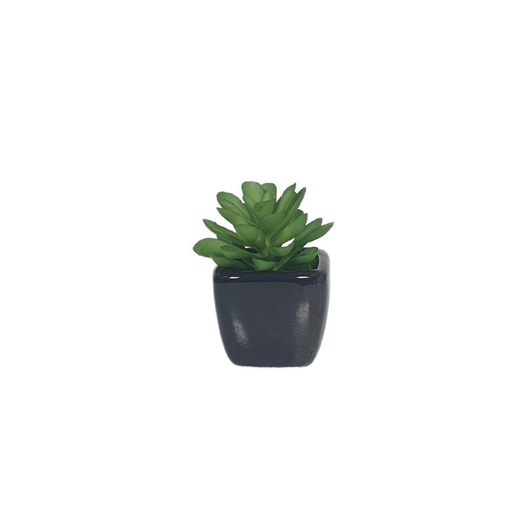 petite-plante-noir-3
