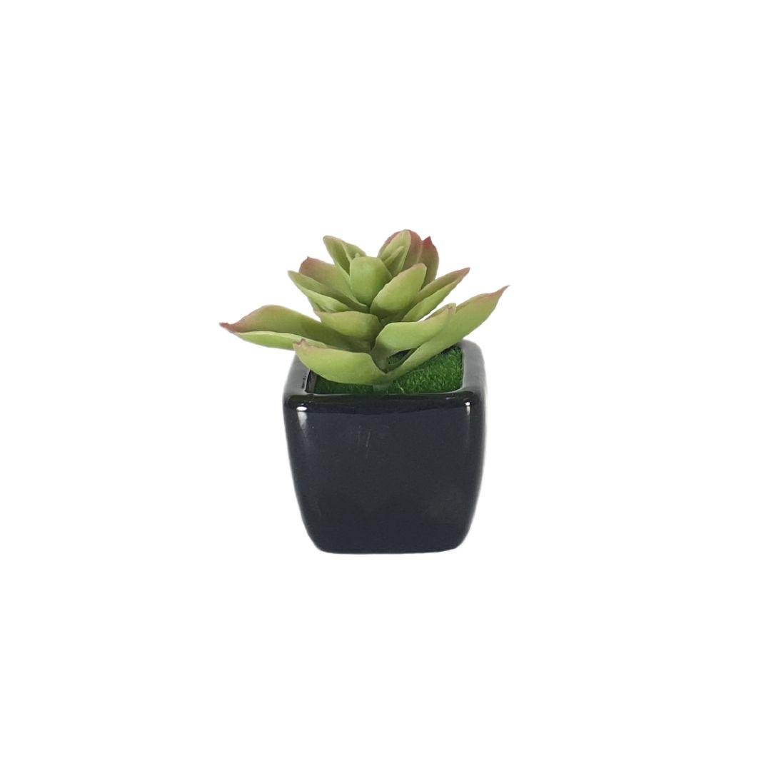 petite-plante-noir-5